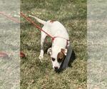 Small #2 Labrador Retriever Mix