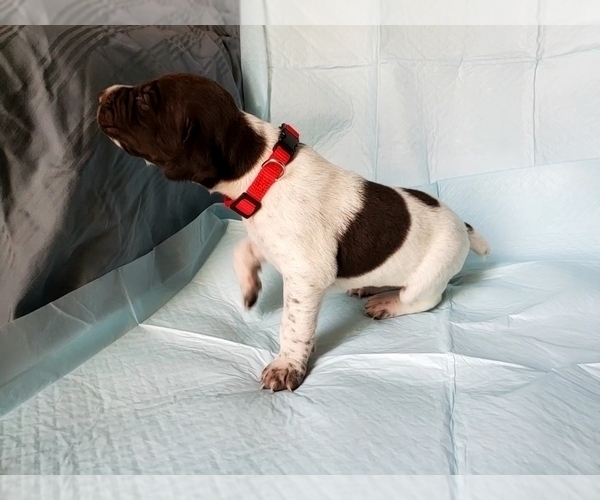 Medium Photo #2 German Shorthaired Pointer Puppy For Sale in BLUE SPRINGS, MS, USA