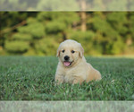 Puppy Fred Golden Retriever