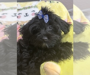 Maltese-Poodle (Toy) Mix Puppy for sale in SARASOTA, FL, USA