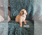 Puppy Blue Golden Retriever