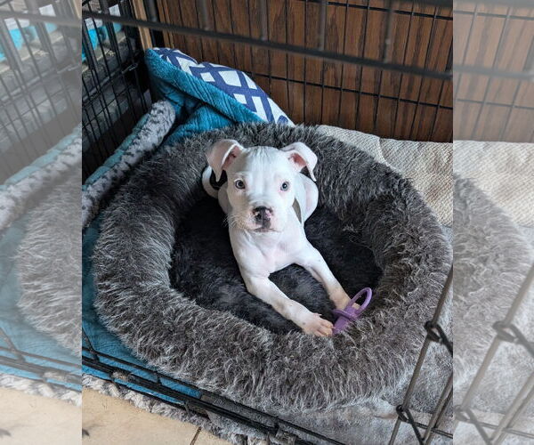 Medium Photo #5 American Pit Bull Terrier-Unknown Mix Puppy For Sale in Aurora, CO, USA