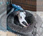 Small #4 American Pit Bull Terrier Mix