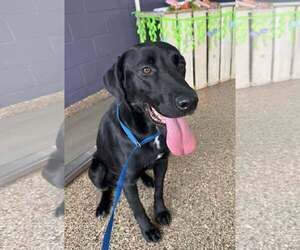 Labrador Retriever Dogs for adoption in San Diego, CA, USA