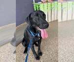 Small Labrador Retriever