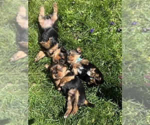 Yorkshire Terrier Litter for sale in WAYNESVILLE, OH, USA