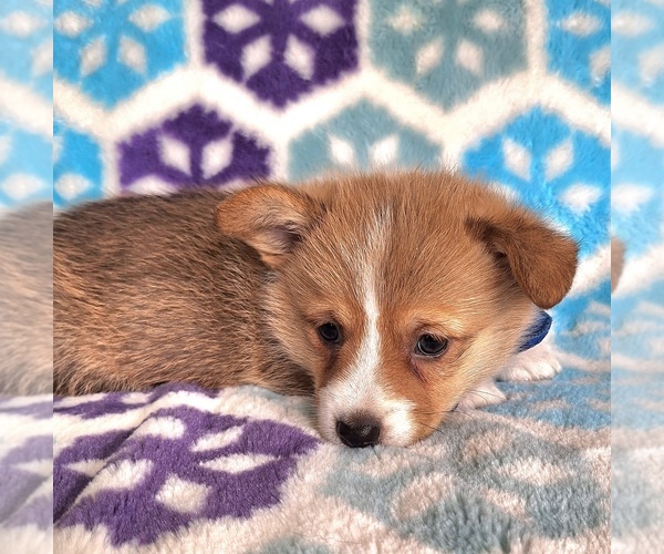 Medium Photo #14 Pembroke Welsh Corgi Puppy For Sale in ARROYO GRANDE, CA, USA