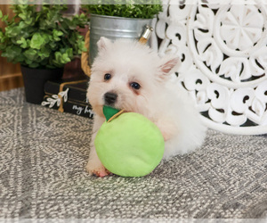 West Highland White Terrier Puppy for sale in SYRACUSE, IN, USA