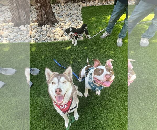 Medium Photo #4 Bulloxer Puppy For Sale in San Jose, CA, USA