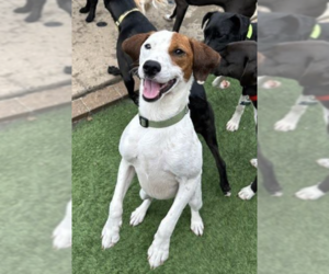 Parson Russell Terrier-Unknown Mix Dogs for adoption in Decatur, GA, USA