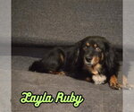 Small #17 Dachshund Mix