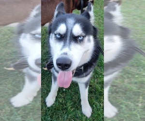 Father of the Siberian Husky puppies born on 05/11/2026