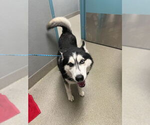 Siberian Husky-Unknown Mix Dogs for adoption in Las Vegas, NV, USA