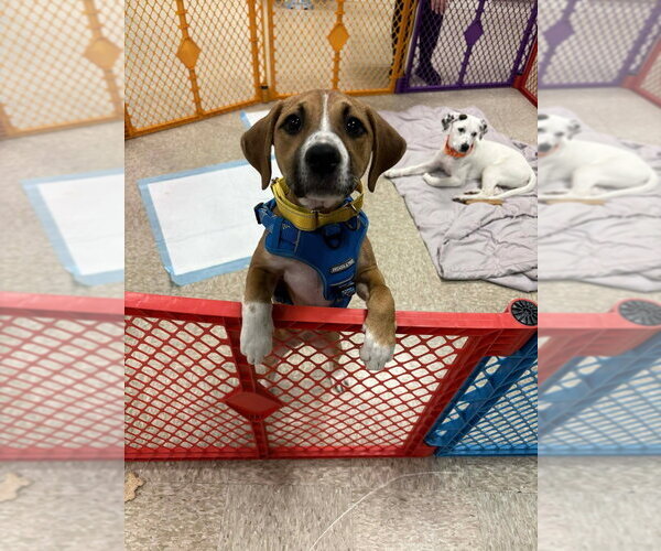 Medium Photo #25 Mutt Puppy For Sale in Wenonah, NJ, USA