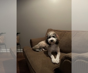 Mother of the Bernedoodle puppies born on 10/28/2025