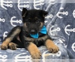 Small Photo #1 German Shepherd Dog Puppy For Sale in EAST EARL, PA, USA