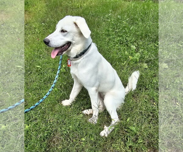 Medium Photo #13 Anatolian Pyrenees Puppy For Sale in Croydon, NH, USA
