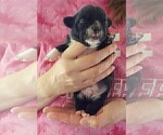 Small #9 French Bullhuahua