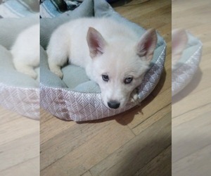American Eskimo Dog-German Shepherd Dog Mix Puppy for sale in AURORA, CO, USA