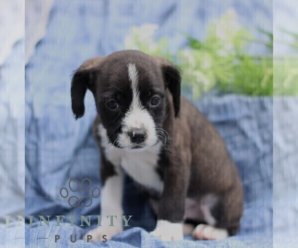Medium Photo #1 Boston Terrier-Cock-A-Poo Mix Puppy For Sale in PORT ROYAL, PA, USA