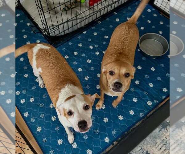 Medium Photo #2 Chihuahua-Whippet Mix Puppy For Sale in Cave Creek, AZ, USA