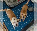 Small #1 Chihuahua-Whippet Mix