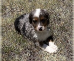 Small Photo #11 Miniature Australian Shepherd Puppy For Sale in DUNCAN, OK, USA