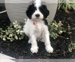 Puppy Holly Creek Bernedoodle