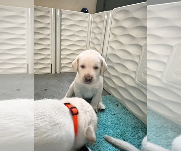 Medium Photo #22 Labrador Retriever Puppy For Sale in CLOVIS, CA, USA