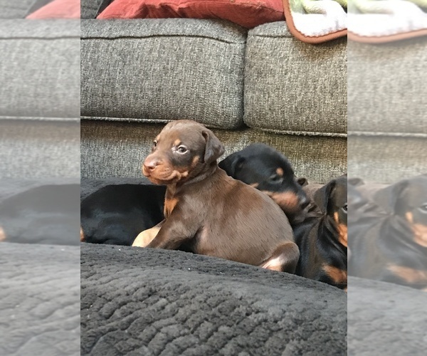 Medium Photo #18 Doberman Pinscher Puppy For Sale in SCAPPOOSE, OR, USA
