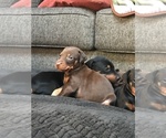 Small Photo #18 Doberman Pinscher Puppy For Sale in SCAPPOOSE, OR, USA
