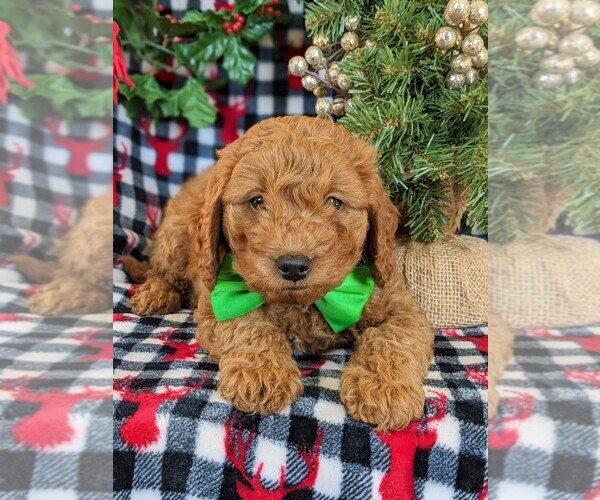 Medium Photo #6 Goldendoodle-Poodle (Miniature) Mix Puppy For Sale in KIRKWOOD, PA, USA