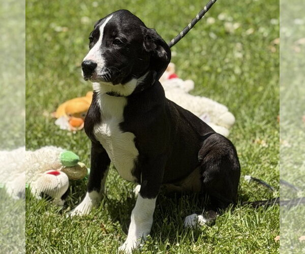 Medium Photo #3 Mutt Puppy For Sale in Yardley, PA, USA