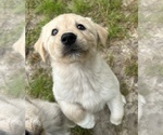 Small Photo #1 Goberian Puppy For Sale in VIRGINIA BEACH, VA, USA