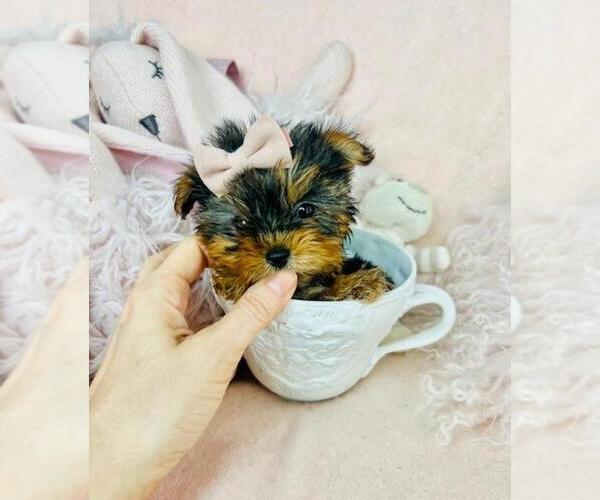 Medium Photo #4 Yorkshire Terrier Puppy For Sale in PEMBROKE PINES, FL, USA