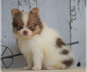 Pomeranian Puppy for sale in FREDERICKSBG, OH, USA
