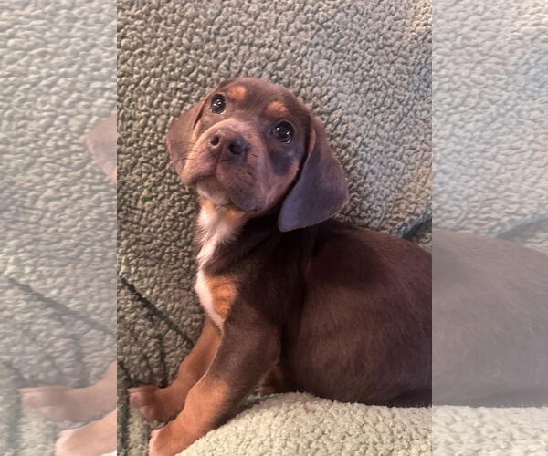 Medium Photo #6 Beagle-Unknown Mix Puppy For Sale in Pottstown, PA, USA