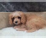 Small #3 Cavapoo (Miniature)