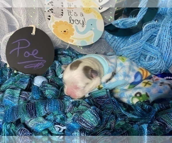 Medium Photo #3 Bullhuahua-Chihuahua Mix Puppy For Sale in RAWSONVILLE, MI, USA