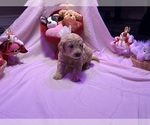 Small #3 Labradoodle
