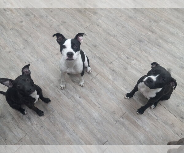 Medium Photo #11 Mutt Puppy For Sale in Murfreesboro, NC, USA
