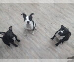 Small #10 Mutt