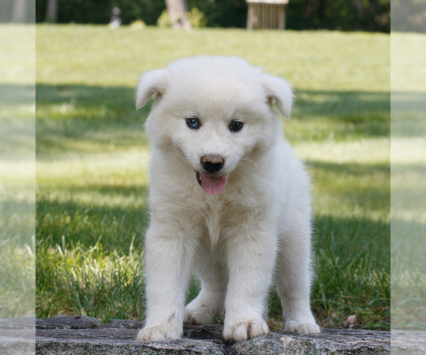 Medium Photo #3 Samoyed-Siberian Husky Mix Puppy For Sale in GAP, PA, USA