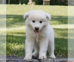 Small #2 Samoyed-Siberian Husky Mix