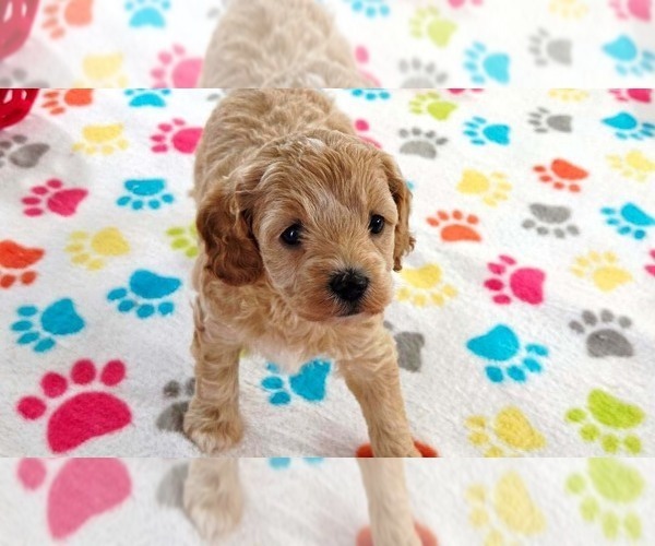 Medium Photo #4 Cavapoo mix (+ Poodle Miniature) Puppy For Sale in ORO VALLEY, AZ, USA