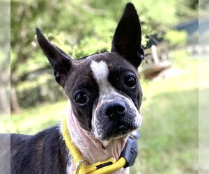 Boston Terrier Dogs for adoption in Pacolet, SC, USA