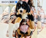Small Photo #4 Bernese Mountain Dog Puppy For Sale in VISALIA, CA, USA