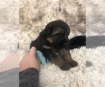 Small Photo #13 German Shepherd Dog Puppy For Sale in UTICA, NY, USA