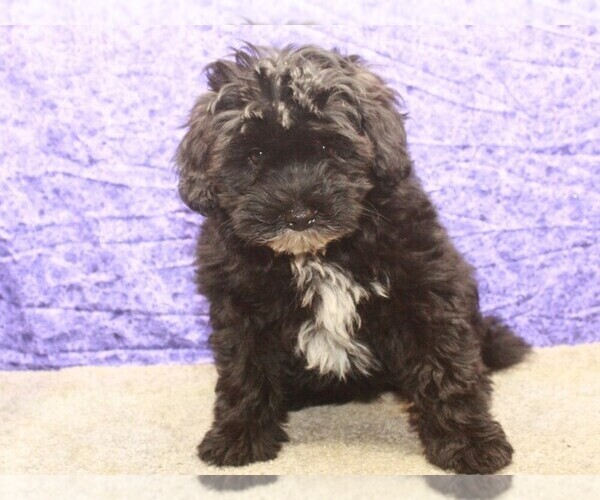 Medium Photo #5 Maltipoo Puppy For Sale in SHAWNEE, OK, USA