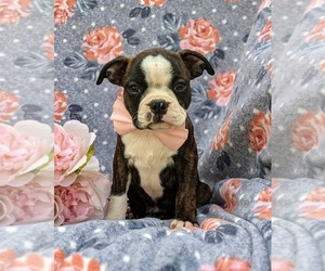 Boston Terrier Puppy for sale in NARVON, PA, USA